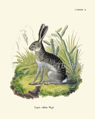 Rabbit Bunny Animal Pet Wall Art Set of 9 Prints Beautiful Antique Unframed
