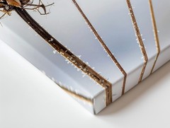 Frosted Wildflower Canvas Minimalist Winter Nature Close-Up When Words Fail,