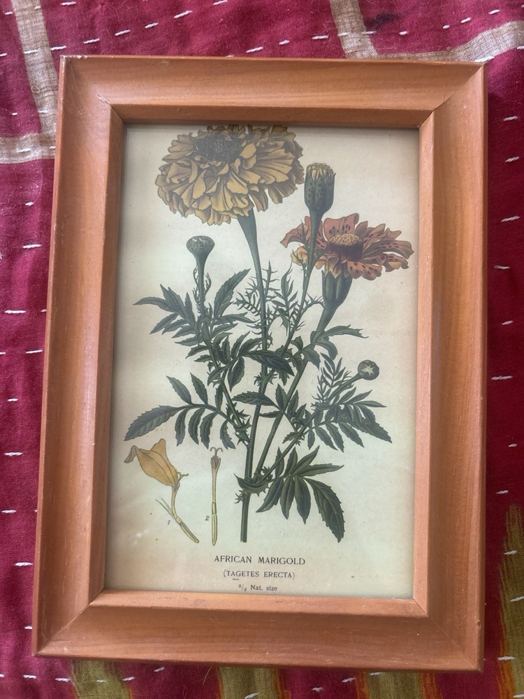 4×6 Botanical Marigold Print Wood Frame Cottagecore Natural History Decor