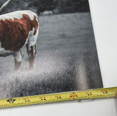 Texas Longhorn Steer Cattle Western Animal Wall Picture Art 18″x12″