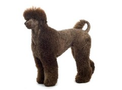 POODLE DOG GLOSSY POSTER PICTURE PHOTO PRINT black cute standard toy 4880