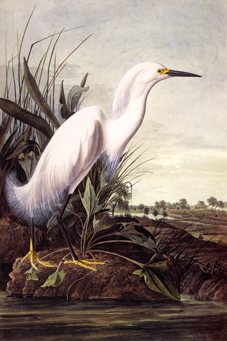 BIRDS OF AMERICA WHITE SNOWY HERON AUDUBON PAINTING REPRO ON PAPER OR CANVAS
