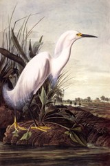 BIRDS OF AMERICA WHITE SNOWY HERON AUDUBON PAINTING REPRO ON PAPER OR CANVAS