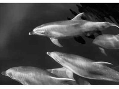 IKEA BJORKSTA Dolphins Poster Picture 55 x 39 ¼ » (Frame not included), NEW