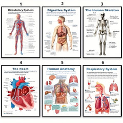 Human Anatomy Poster Medical Wall Art Educational Body Diagram Print Decor