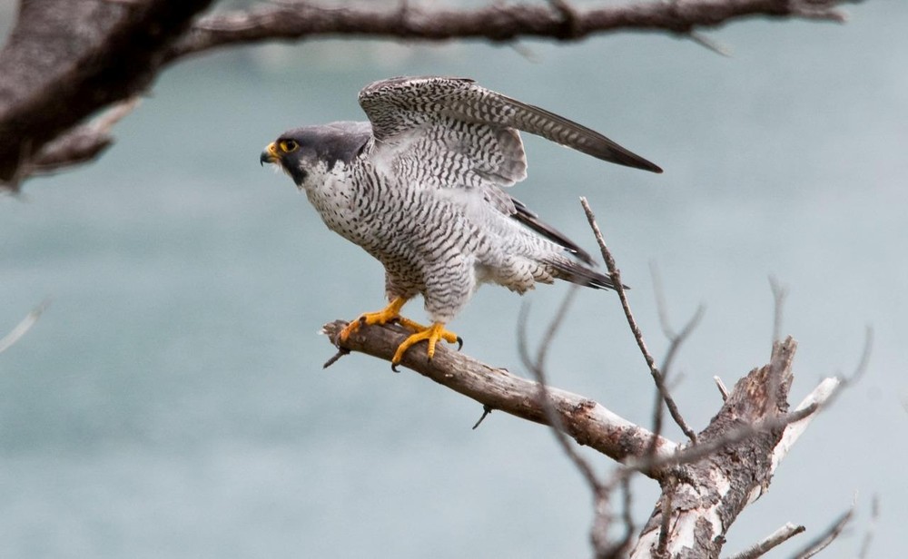 PEREGRINE FALCON GLOSSY POSTER PICTURE BANNER PRINT PHOTO bird of prey hawk 8670