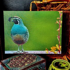 Quail Bird Canvas Print Wildlife Nature Wall Art Green Tropical Beach Vacation