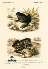 A4 Vintage Photo Poster Reproduction Old Frogs Natural History Planche FA0539