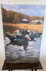 Wall Art Muscovy Duck Portrait Canvas Original Photography Print – 16×24