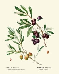 Olive Botanical Wall Art Set of 6 Prints Beautiful Antique Vintage Unframed