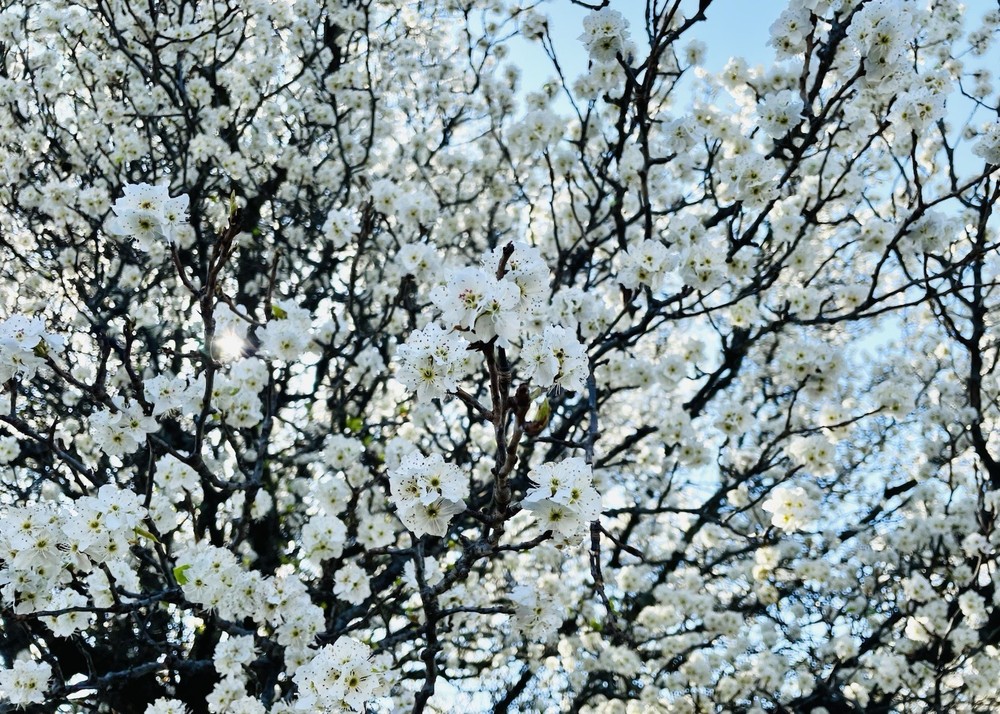 Plum Blossoms Giclee 5×7 Print White Floral Wall Photography Flowers