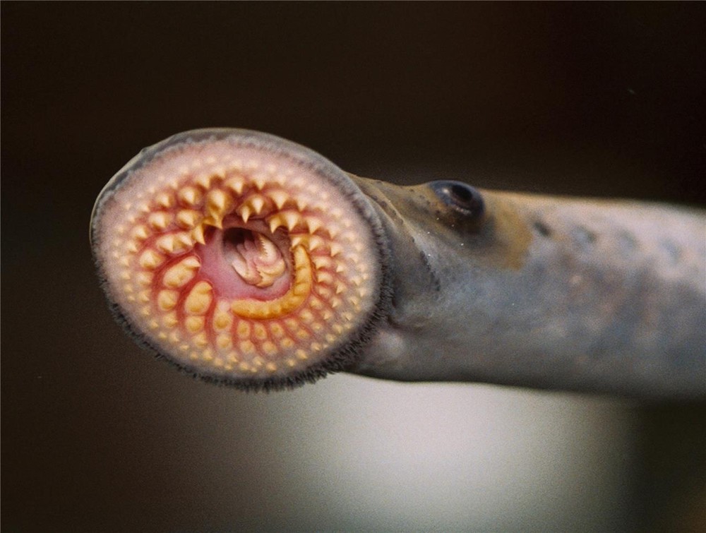 SEA LAMPREY VAMPIRE FISH GLOSSY POSTER PICTURE PHOTO PRINT BANNER 8984
