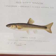 Fish Print Framed Minnow Species Illustration Natural History Cabin Wall Art
