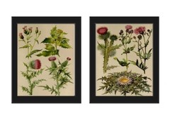 Thistle Botanical Wall Art Set of 2 Prints Beautiful Antique Vintage Unframed