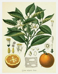 Vintage Botanical Floral Canvas Prints Set of 2 Unframed Orange Walnut 16″ x 20″