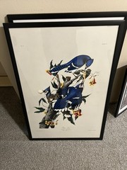 Blue Jay Bird Print, Vintage Style Audubon Poster, Birds Of America Illustration