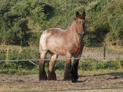 Belgian Draught Horse GLOSSY POSTER PICTURE PHOTO PRINT BANNER 12787
