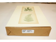 11″ x 14″ Ferns Art Print – Applejack Art 2005 – Printed in USA – LO0506