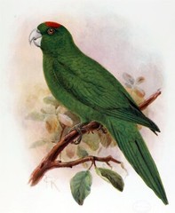 EXTINCT GUADELOUPE PARAKEET BIRD GLOSSY POSTER PICTURE PHOTO PRINT BANNER 10172