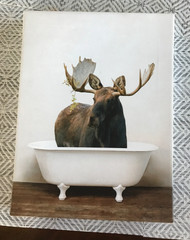 SALE!! Stretched Canvas Print 11×16 Mr. Moose In Bathrub!! Heavy Wooden Frame!!