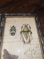 Nature Botanical Rustic Framed Prints Set Of 3 WallArt DragonflyButterflyInsects