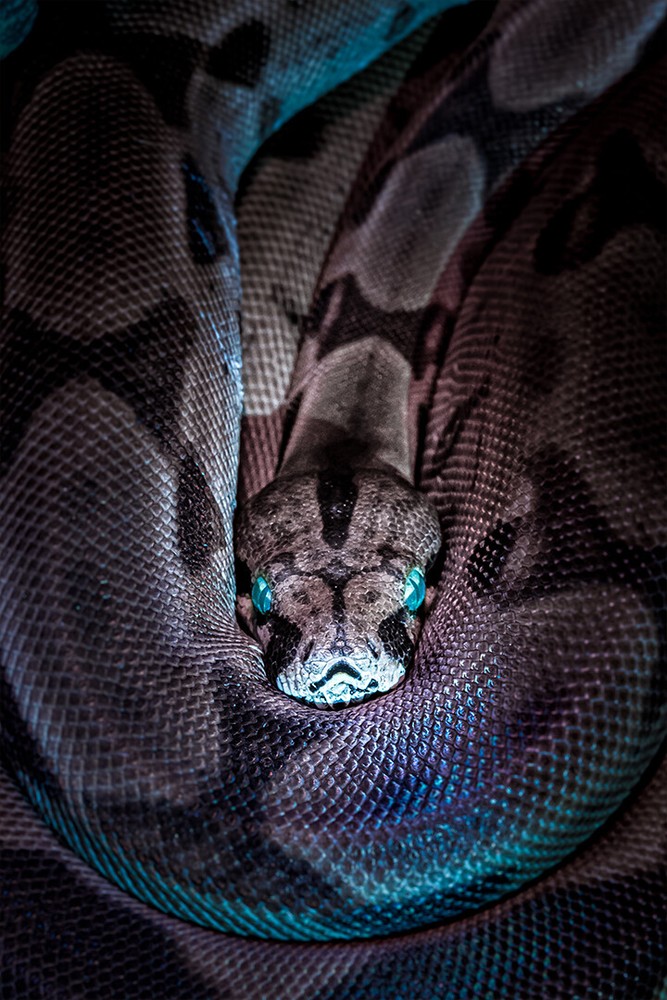 Black and Gray Snake with Blue Eyes Art Wall Decor – POSTER 20×30