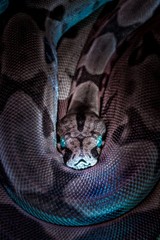 Black and Gray Snake with Blue Eyes Art Wall Decor – POSTER 20×30