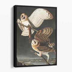Barn Owl – Birds of America Vintage Birds Animals Canvas Wall Art Print