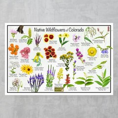 Native Wildflowers of Colorado Flower Identification Poster / Flower ID Guide