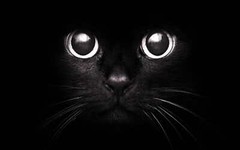 19285 Cute Black Cat Baby Decor Wall Print Poster