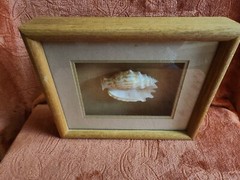 Seashell In Wood Shadow Box Frame. 11x9x2. Shell Is Approximately 4×3
