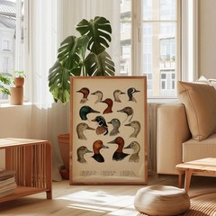 Antique Waterfowl Print Duck Hunting Poster Ornithology Wall Art