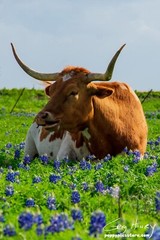 Photography Print Texas Longhorn Smiles for Picture While Sitting in Bluebinnets