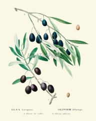 Olive Botanical Wall Art Set of 6 Prints Beautiful Antique Vintage Unframed