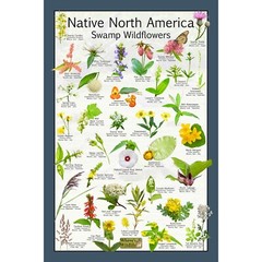Native North America Swamp Wildflowers / Wetland Flower Identification Poster