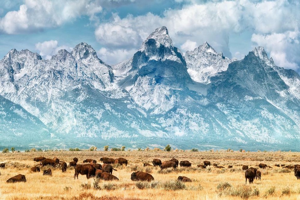 Herd of Bison Buffalo Below Grand Teton Mountains Photo Photograph Poster 36×24