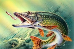 Northern Pike Fishing Painting Print on Framed Canvas Wall Art Fisherman Gift