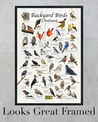 Birds of Indiana Backyard Birding Identification Print / Bird Field Guide