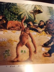 HIGH ROLLER MONKEYS, GORILLAS & MORE PICTURE GREAT FOR ANY COLLECTION!