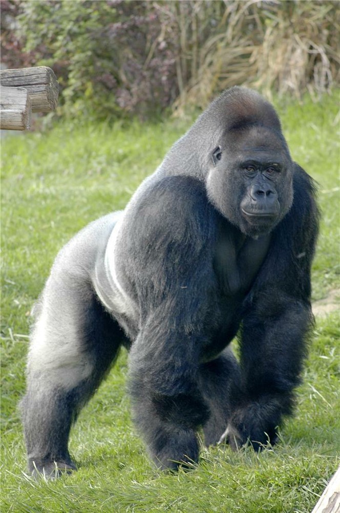 GORILLA GLOSSY POSTER PICTURE BANNER PRINT PHOTO ape monkey 7700