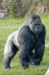 GORILLA GLOSSY POSTER PICTURE BANNER PRINT PHOTO ape monkey 7700
