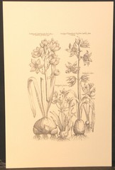 Black & White Botanical Print Ornithogalum Lilium by Emanuel Sweert 22 1/4″ x 14