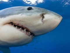 GREAT WHITE SHARK GLOSSY POSTER PICTURE PHOTO PRINT ocean large jaws 4743
