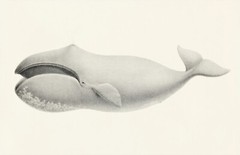 11686.Decor Poster.Room Wall design.Home art.Bowhead Whale Melville 1872 drawing