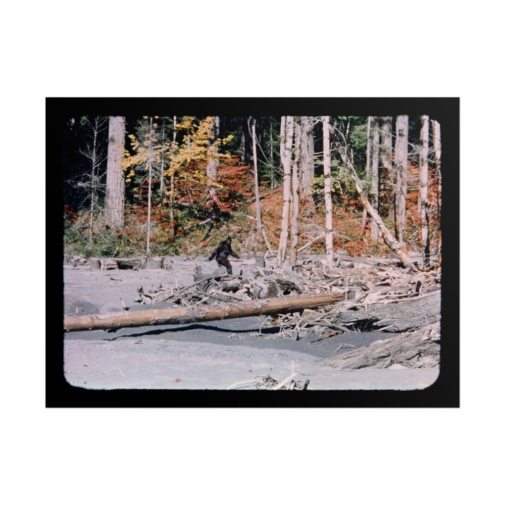 Bigfoot – Patterson Gimlin Film Frame 352 LARGE Poster Print