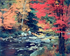 Impact Posters Gallery Red Trees in Forest With Stream 20″L x 16″W,