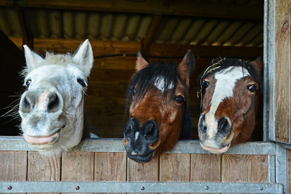 Happy Horse Faces In Stable Animal Potraits on Farm Photo Art Print Poster 36×24