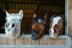Happy Horse Faces In Stable Animal Potraits on Farm Photo Art Print Poster 36×24