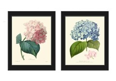 Hydrangea Gartensia Prints Wall Art Set of 2 Pink Blue Flowers Vintage Unframed