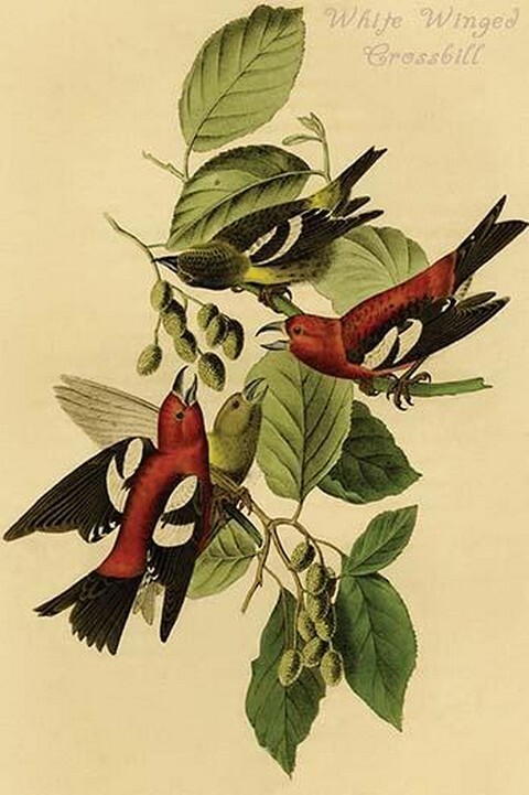 White Winged Crossbill John James Audubon Poster Print